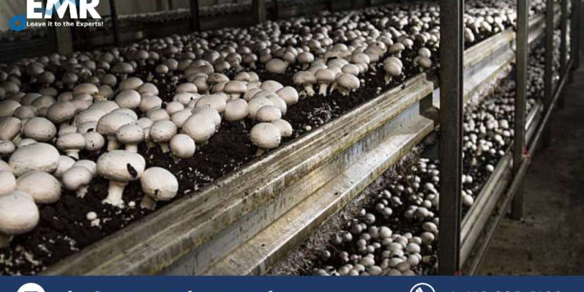 Global Mushroom Cultivation Market Size, Share, Trends, Report and Forecast 2023-2028