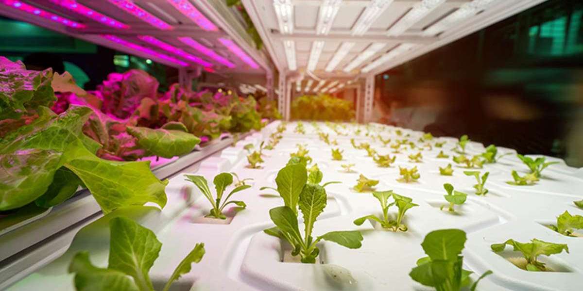 Horticulture Lighting Market Revenue, Statistics, Industry Growth and Demand Analysis Research Report by 2028
