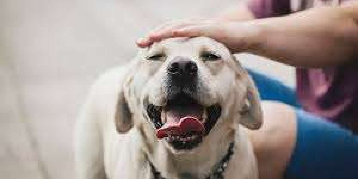 Canine Comforts: Creating a Dog-Friendly Home