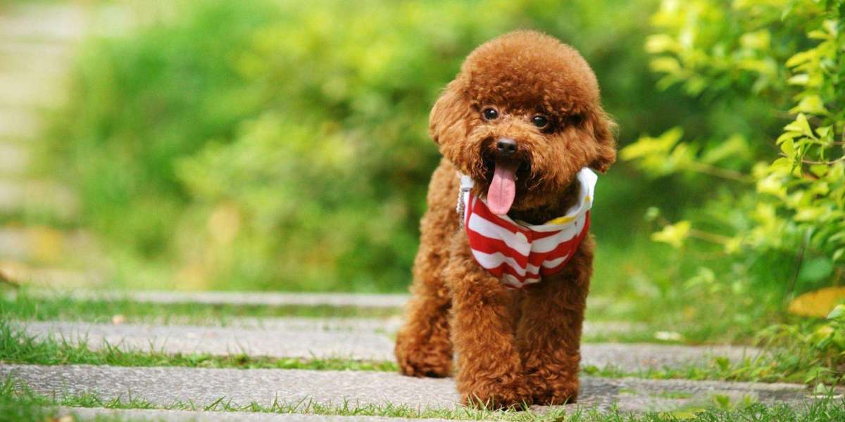 Discovering Joyful Companionship: Poodle Puppies for Sale in Chennai