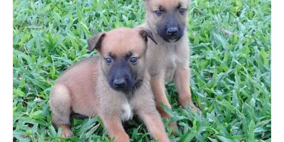 Belgian Malinois Puppies For Sale In Chennai: Your Guide to Bringing Home a Loyal Companion