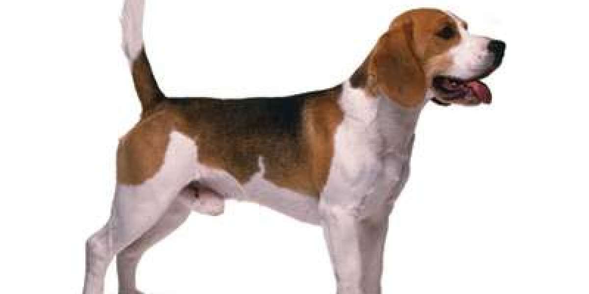 Beagle Puppies for Sale in Delhi at Best Prices: Finding Your Furry Companion