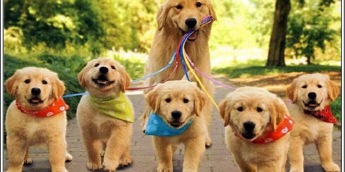 Finding Joy in Delhi: Golden Retriever Puppies for Sale at Best Prices