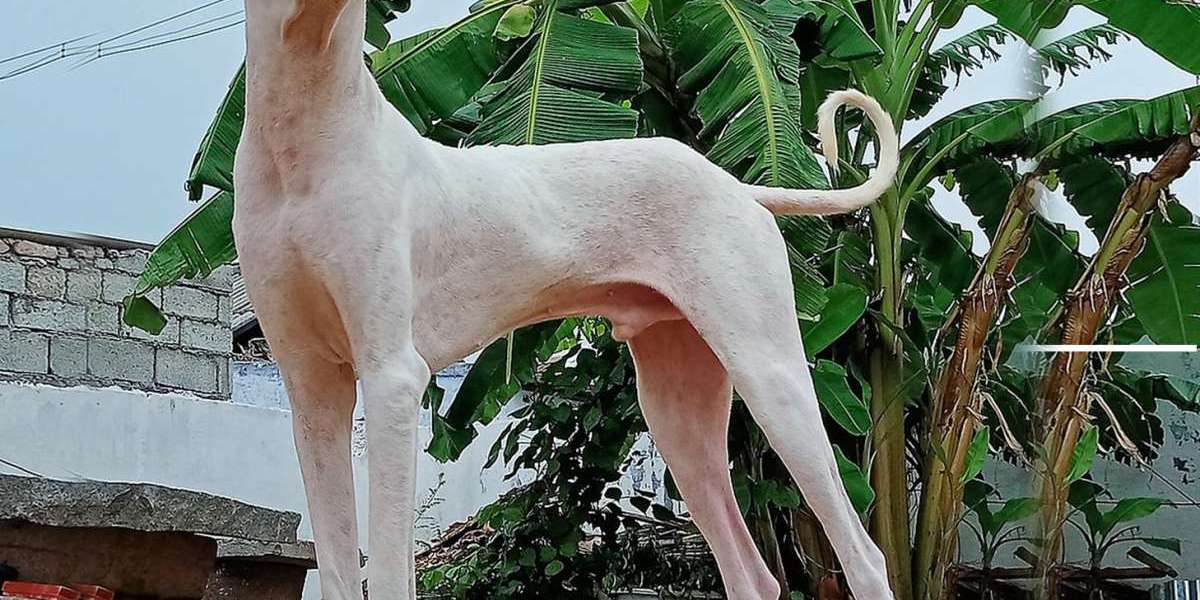 Rajapalayam Puppies For Sale In Chennai: A Comprehensive Guide