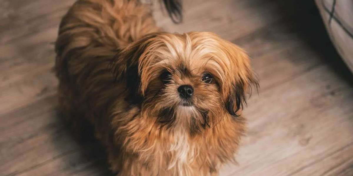 Shih Tzu Puppies for Sale in Delhi at Best Prices: A Guide to Choosing Your Furry Companion