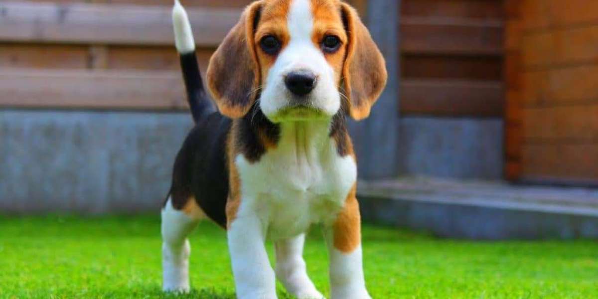 Exploring Beagle Puppies for Sale in Pune: A Comprehensive Guide