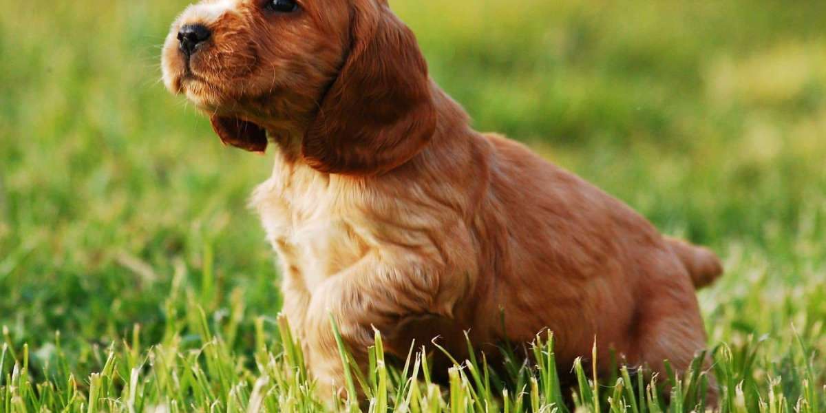 Exploring the Joy of Cocker Spaniel Puppies for Sale in Pune