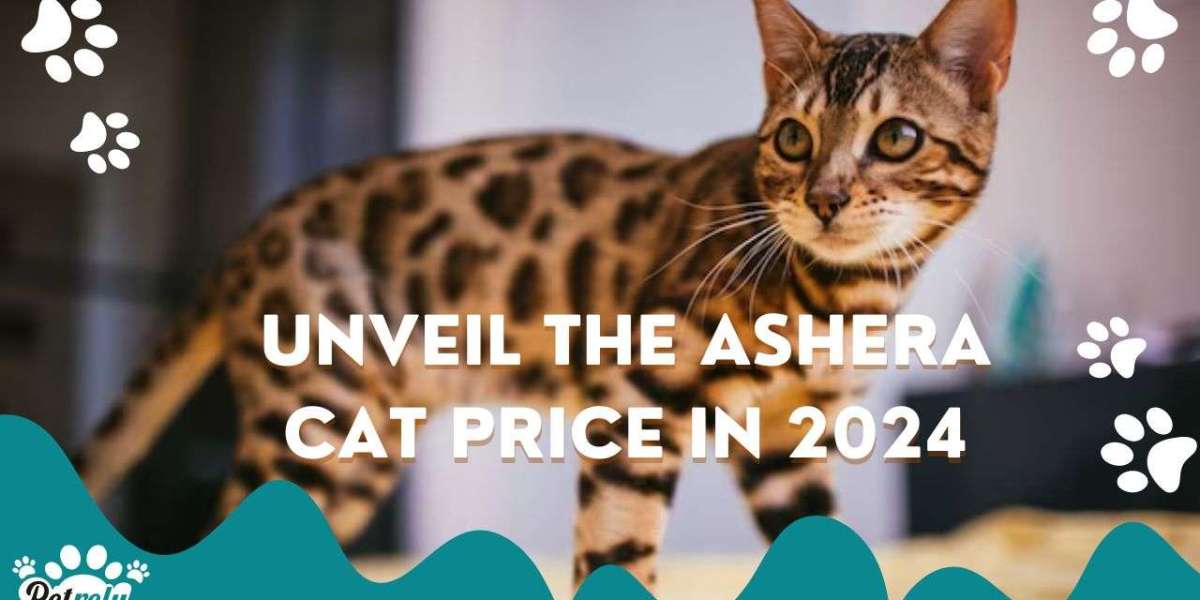 Unveil the Ashera Cat Price in 2024