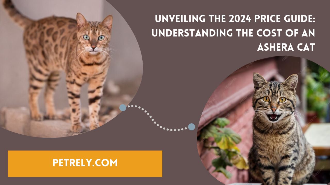 Unveiling the 2024 Price Guide: Understanding the Cost of an Ashera Cat | TheAmberPost