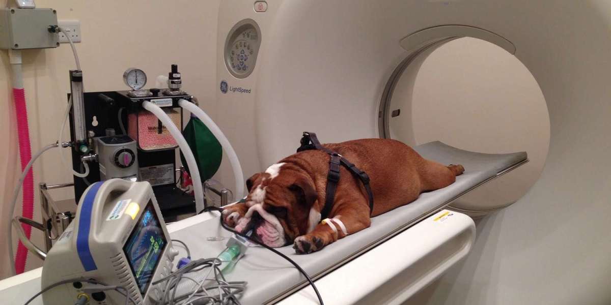 The Rise of Veterinary CT Scanners: Expanding Access to Advanced Diagnostics for Animals