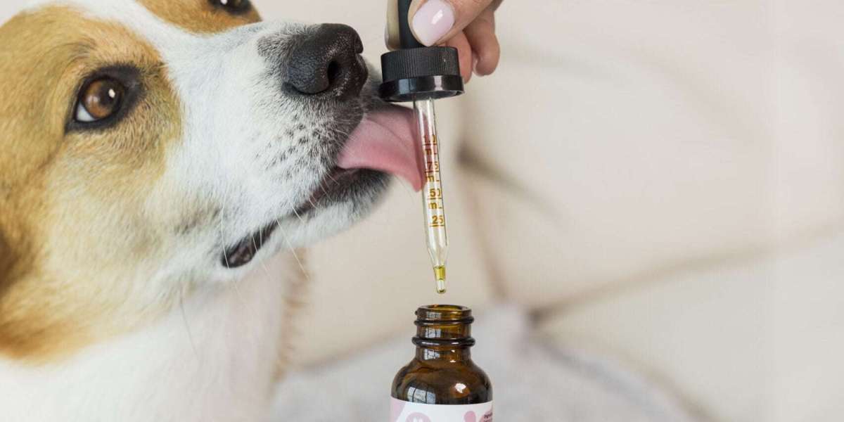 What is CBD Oil and How Does it Work for Pets?