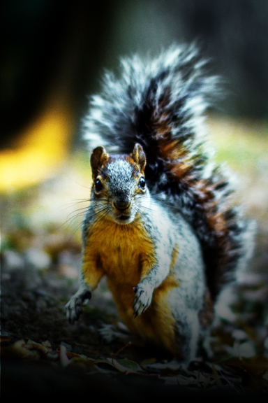 Squirrel Removal Indianapolis | Critter Removal Indianapolis