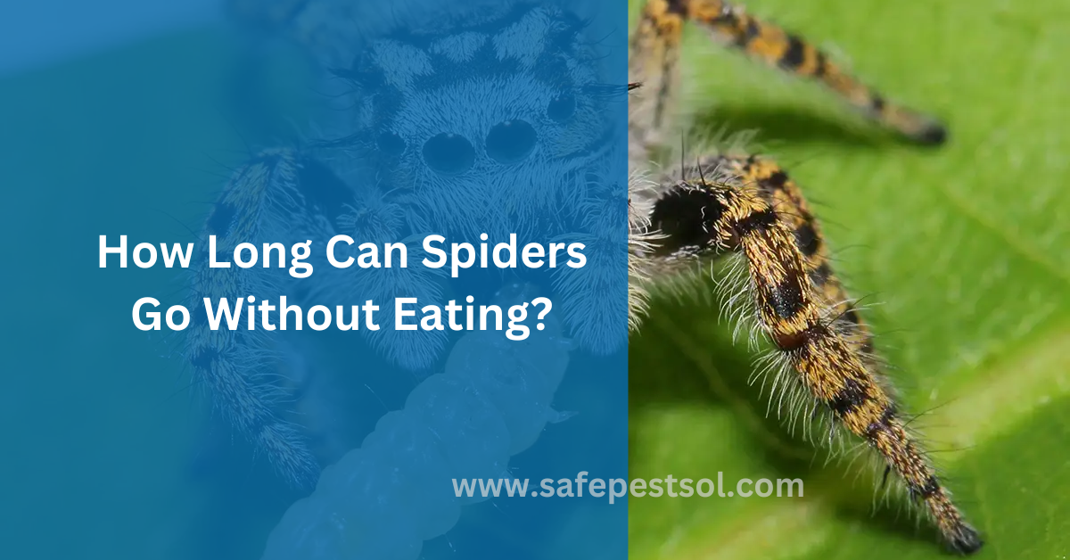 How Long Can a Spider Live Without Eating Food