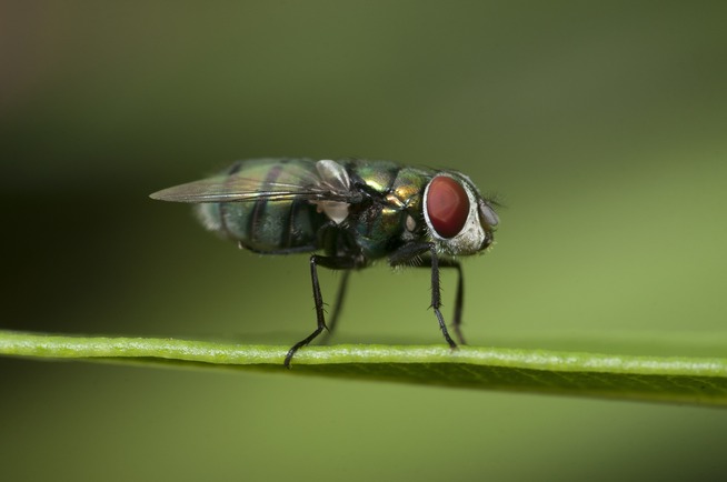 Best Pest Control Services in Dubai | Safe & Effective