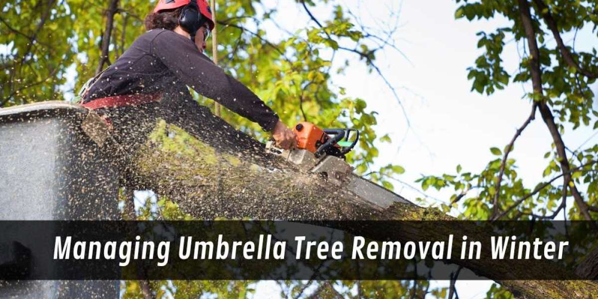 Managing Umbrella Tree Removal in Winter