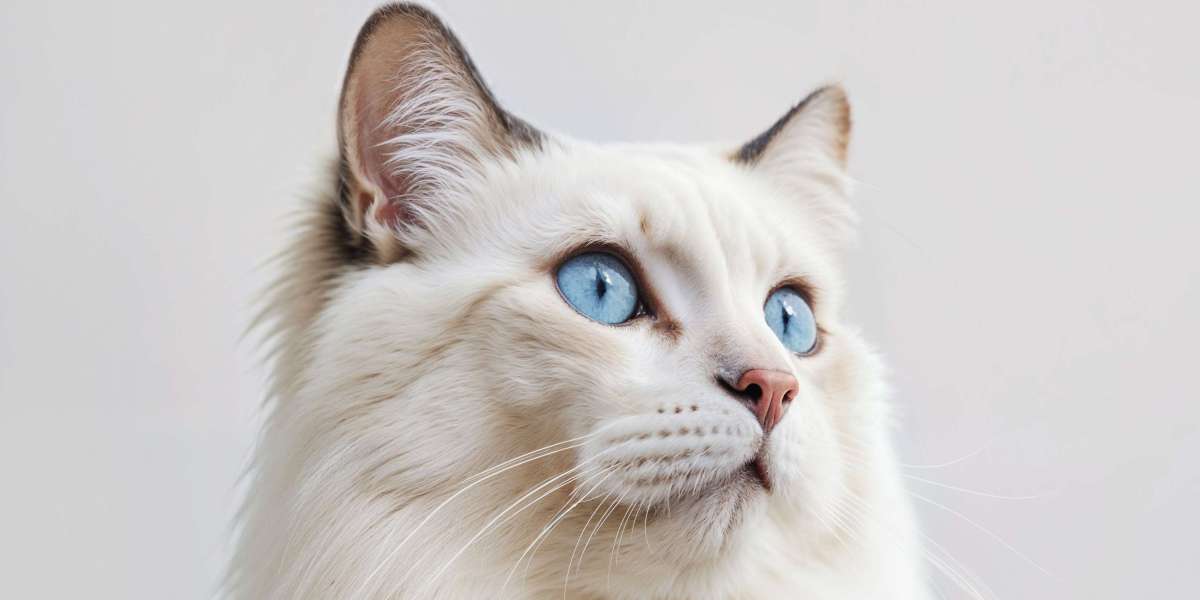 Ragdoll Cat Breed Profile, Characteristics & Care