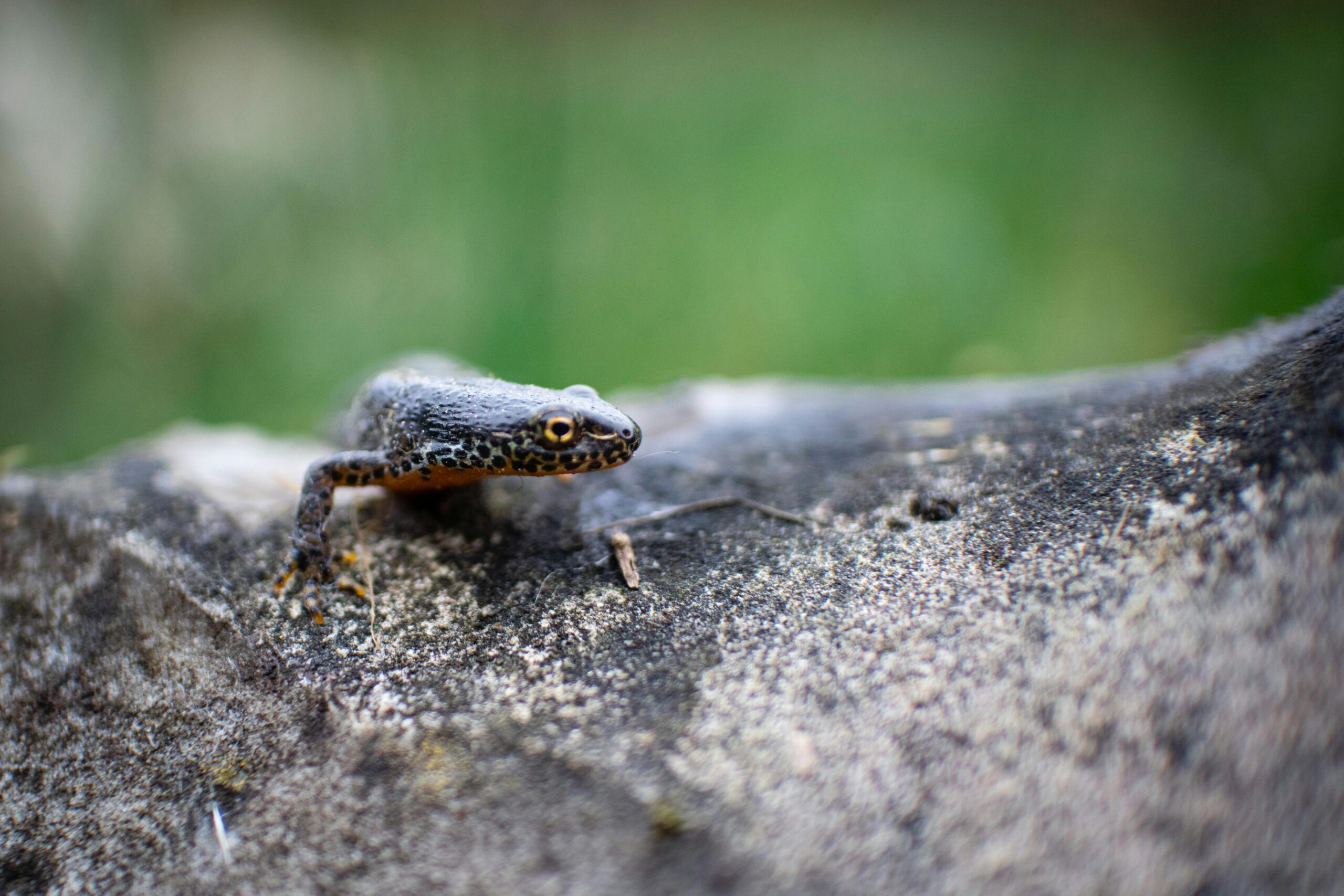 Expert Ecology Consultancy in BNG & Protected Species Surveys