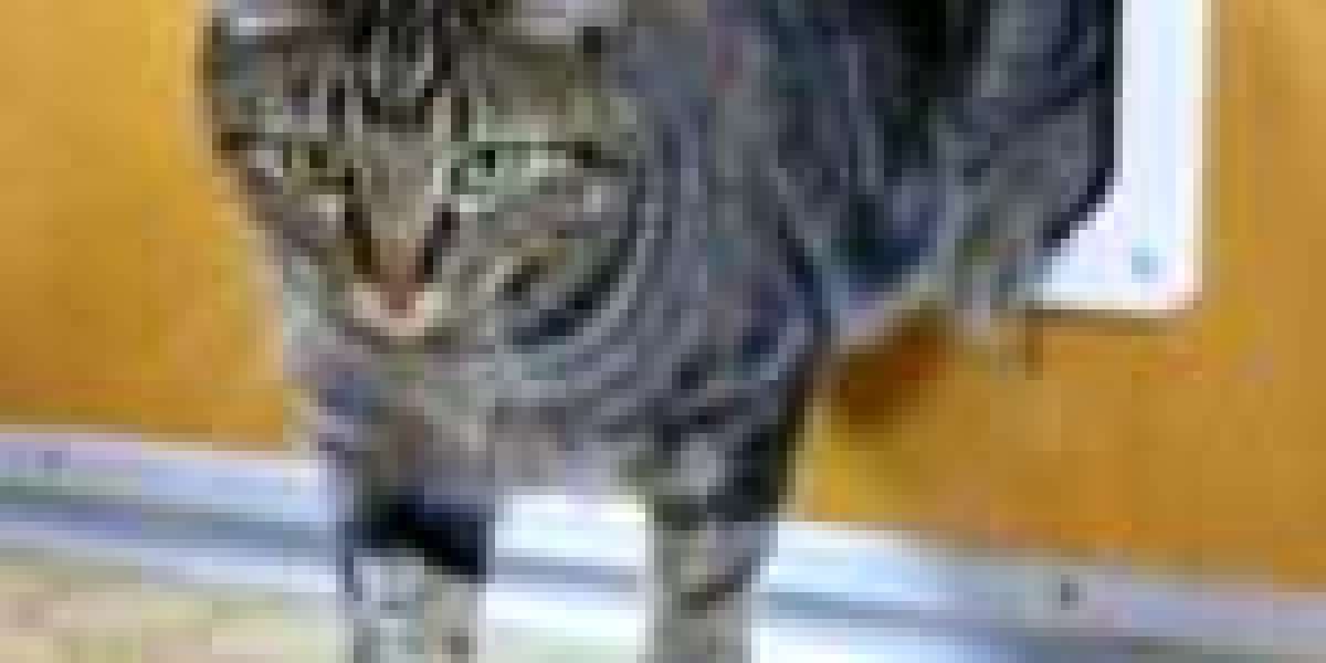 15 Reasons Why You Shouldn't Ignore Cat Door Maintenance