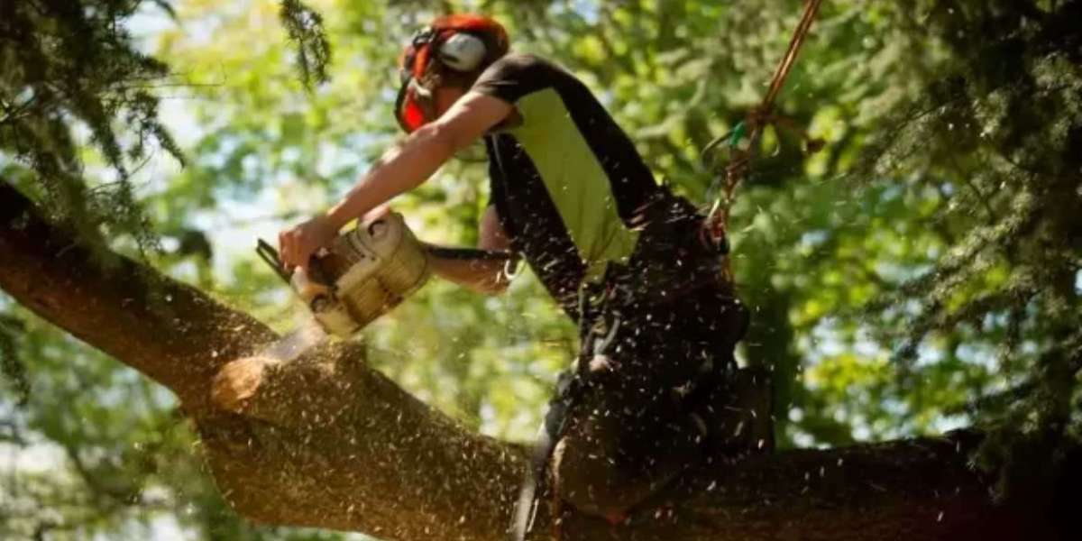 Tree Care Services: A Complete Guide to Healthy, Thriving Trees