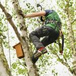 Affordable Tree Service Houston