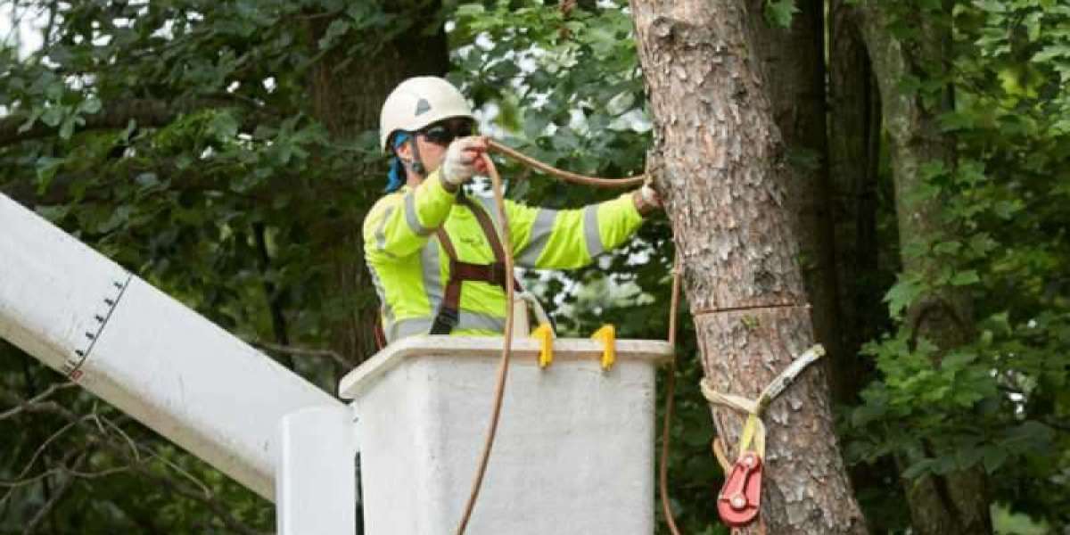 Tree Removal: Safely Clearing Trees for a Safer, Healthier Property