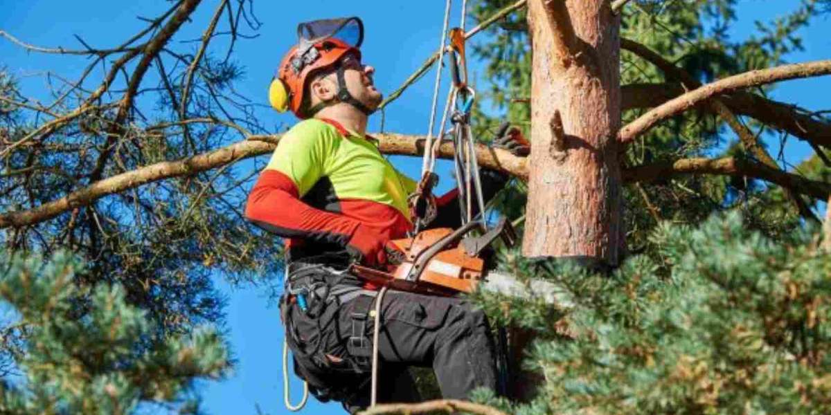 The Ultimate Guide to Tree Services: Everything You Need to Know