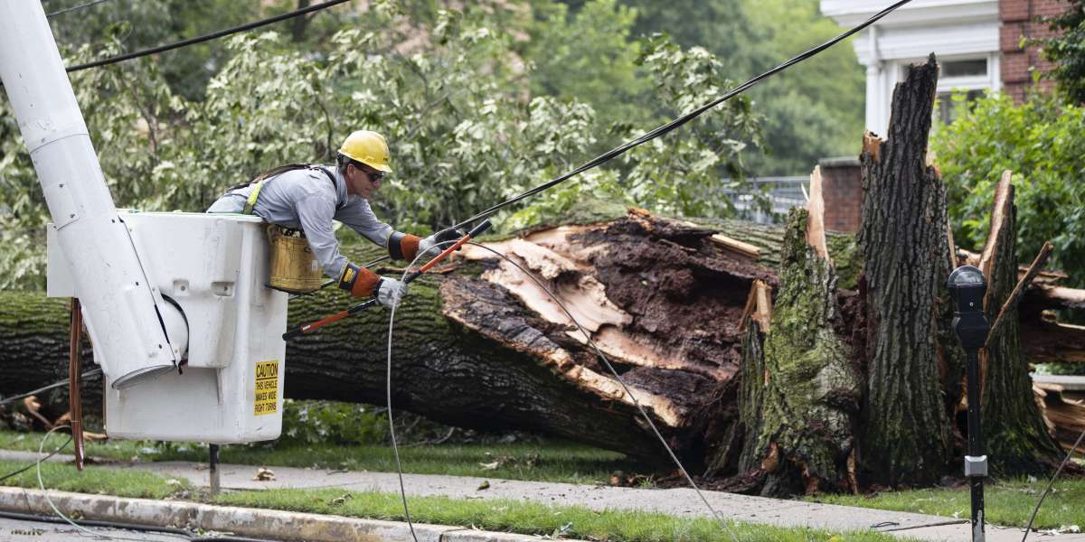 8 Tips for Emergency Tree Care During Storms