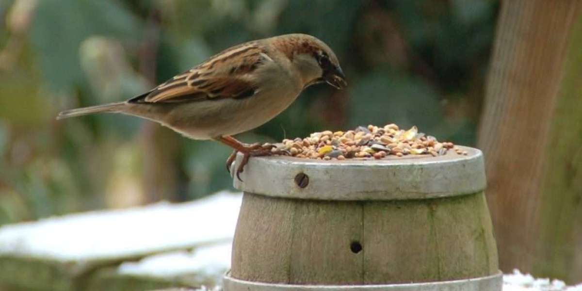 What Do Sparrows Eat? A Classification of Diets by types