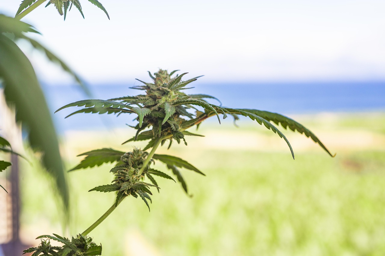 Buy Weed Online in Canada