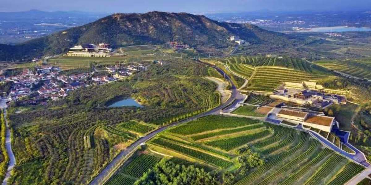 La "Bussola Digitale" decodifica il "Modello Yantai" dell'industria vinicola cinese