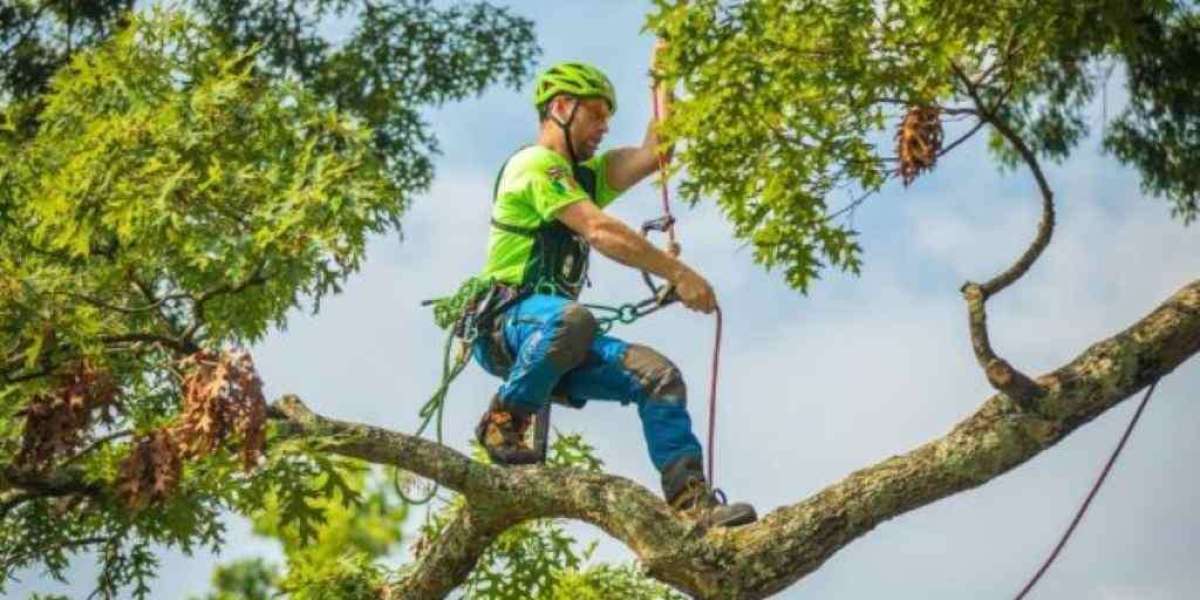 Tree Service: Everything You Need to Know About Caring for Your Trees