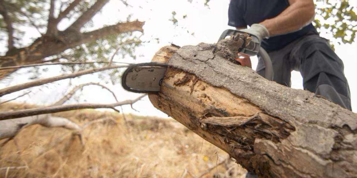 Tree Removal: <br>Introduction to Tree Cutting