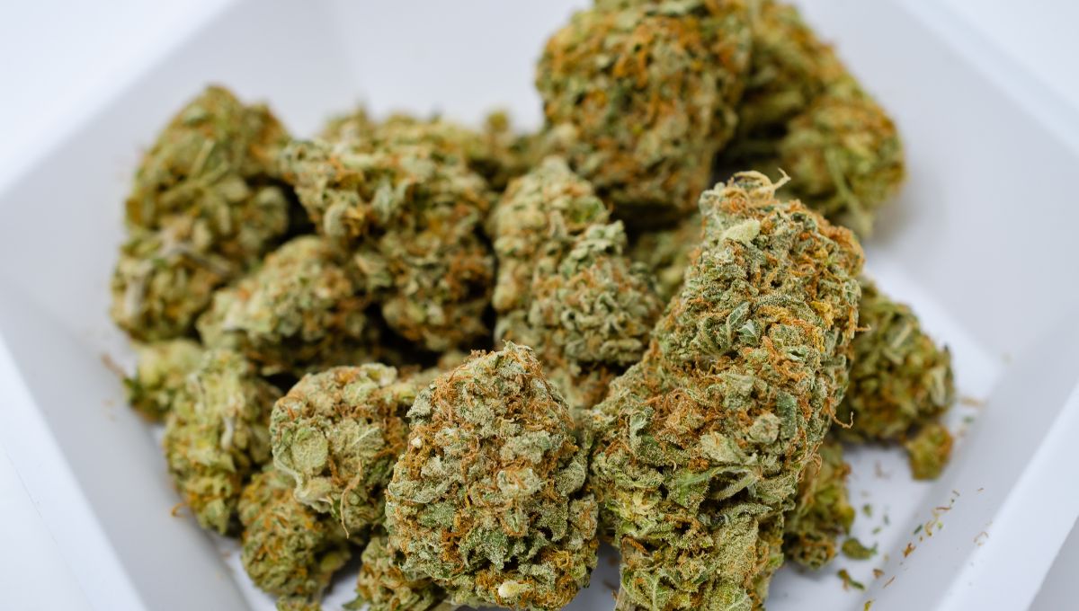 Ready to Elevate? The Ghost Train Haze Strain Hits Like No Other Sativa