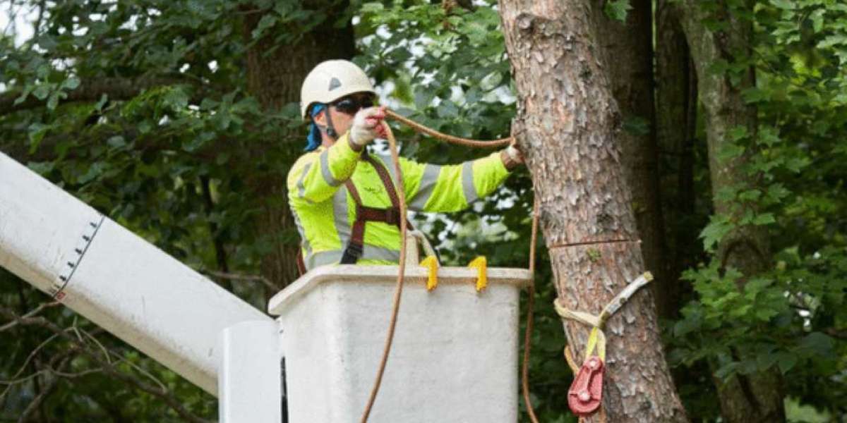 Ultimate Guide to Tree Service: Everything You Need to Know