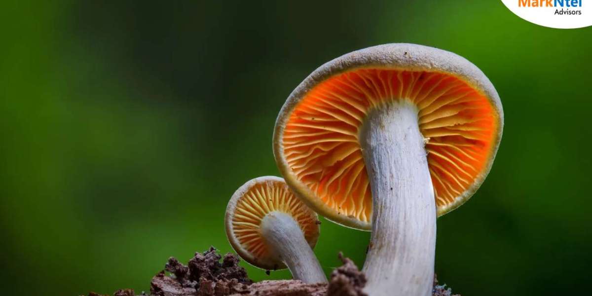 Top 9 Indonesian Mushroom Companies: In-Depth Market Research Analysis, 2030