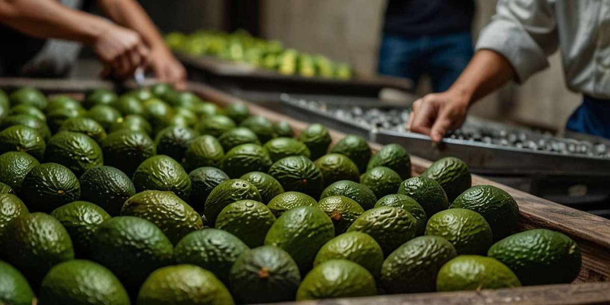 Avocado Processing Plant Setup | Raw Material, Machinery, Project Report and Cost Involved