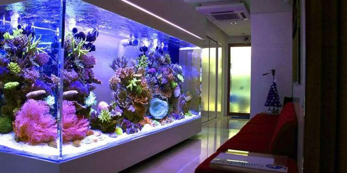 Aquarium Hobbyist Guide: Tips, Benefits, and Best Practices for Fish Enthusiasts