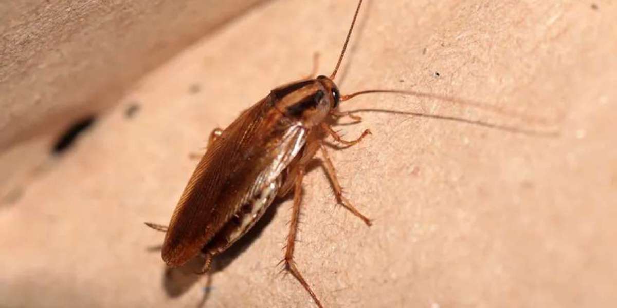 How to Effectively Tackle Common Pest Problems in Melbourne Homes