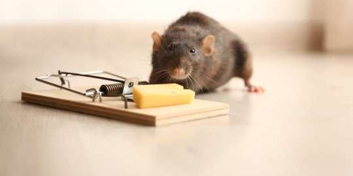 Rodent Control in Elmont: Winning the War Against Unwanted Invaders