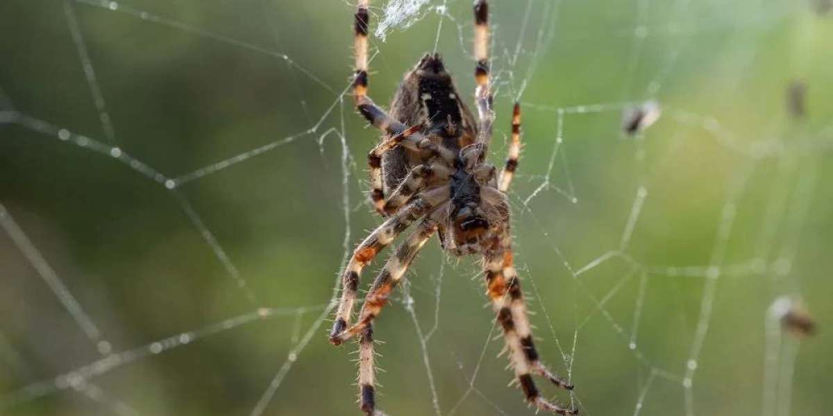Why Timely Pest Control in Melbourne Homes Is More Crucial Than You Think