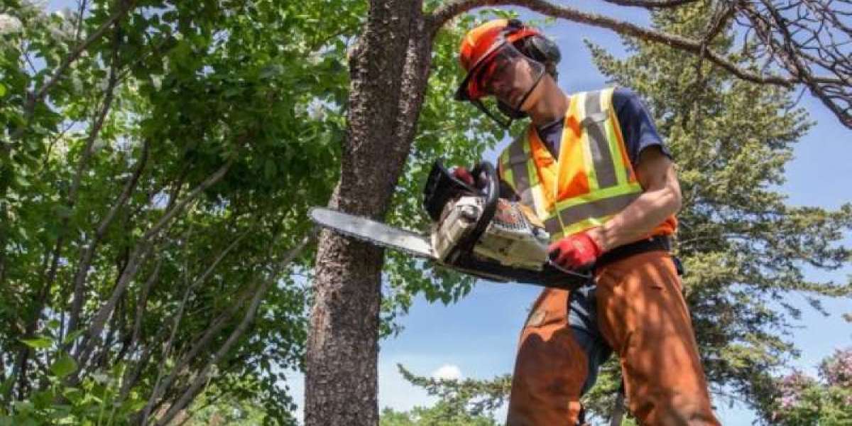 Tree Removal: Safe, Professional, and Necessary When the Time Comes