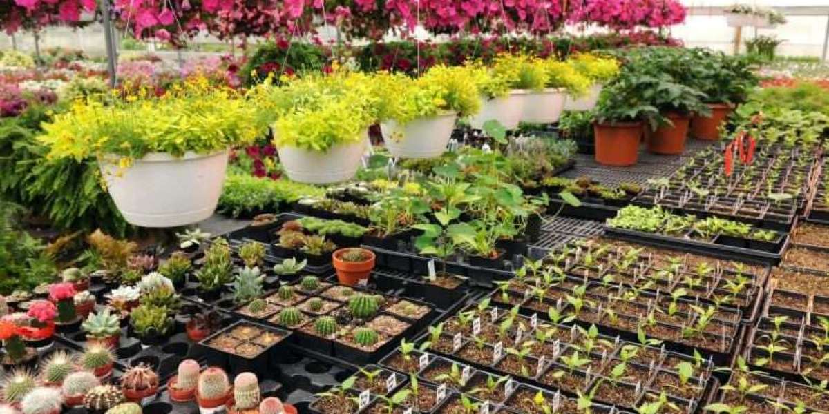 Buy Indoor Plants in Karachi – Fresh Greenery at Your Doorstep