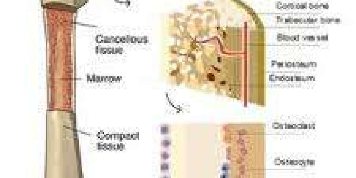 Bone Regeneration Market Growth Fueled by Government Support and Healthcare Infrastructure