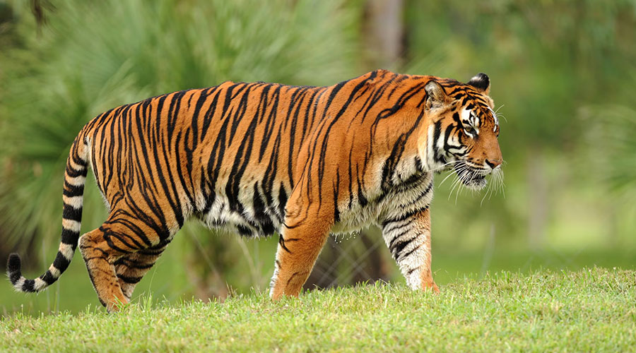 Ranthambore Tiger Reserve History and Its Famous Tigers - THE SOUND of JUNGLE