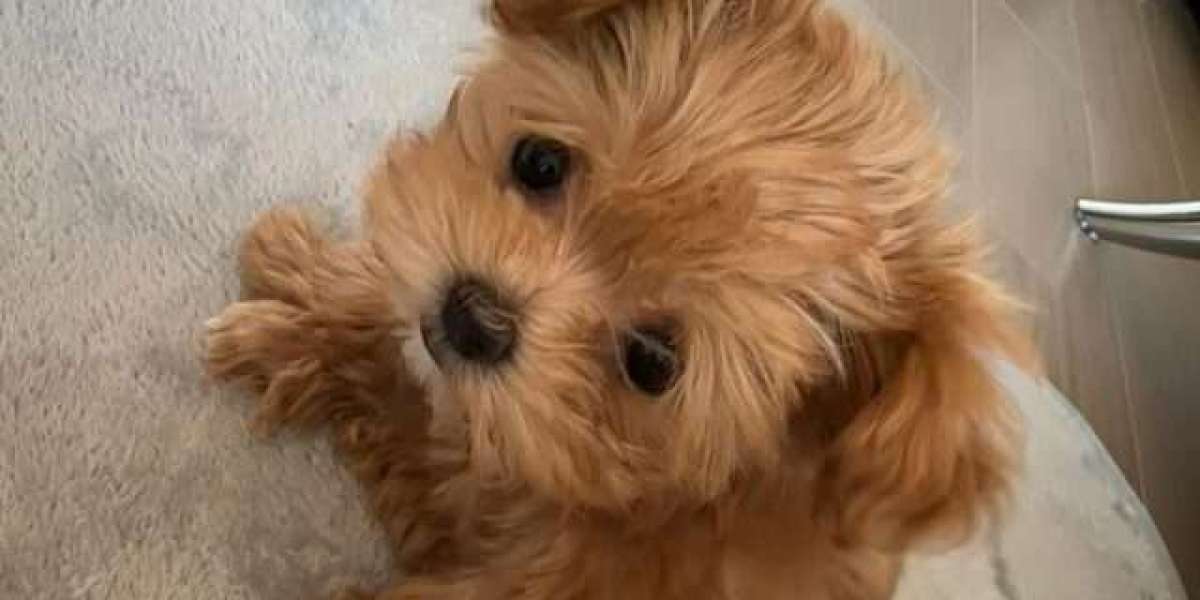 Maltipoo Dogs: Why Maltipoo Dogs Make the Perfect Family Companion