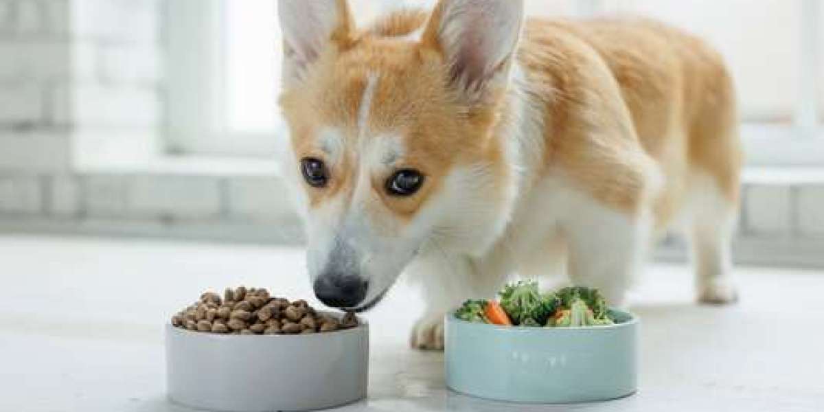 Vegan Dog Food Market Future Outlook Highlighting Trends, Opportunities, and Global Growth Potential