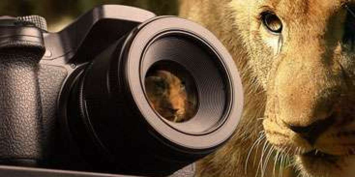 Top Wildlife Tour Company in India – The Sound Of Jungle