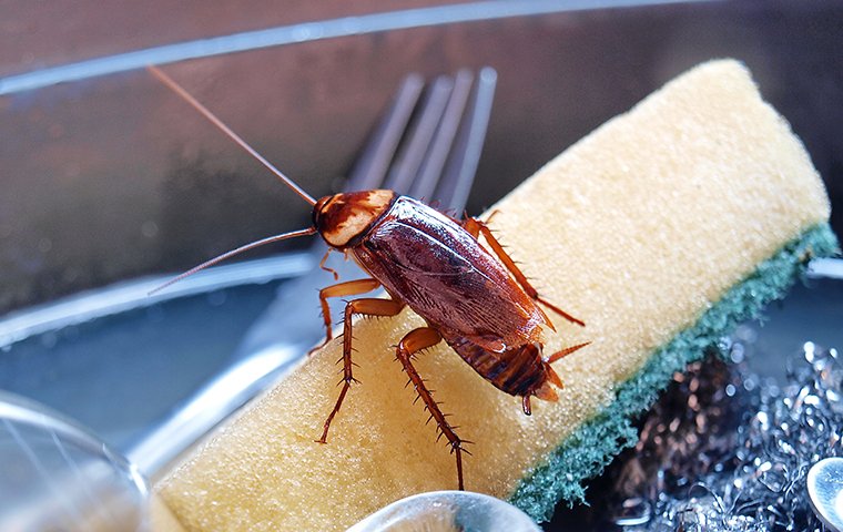 Cockroach Control Services in Yashwanthpur | Safe & Trusted
