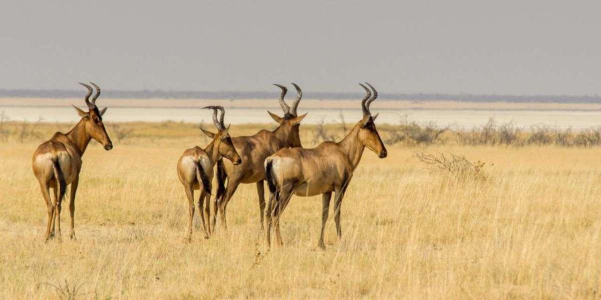 Top Safari Destinations and Attractions in Zimbabwe