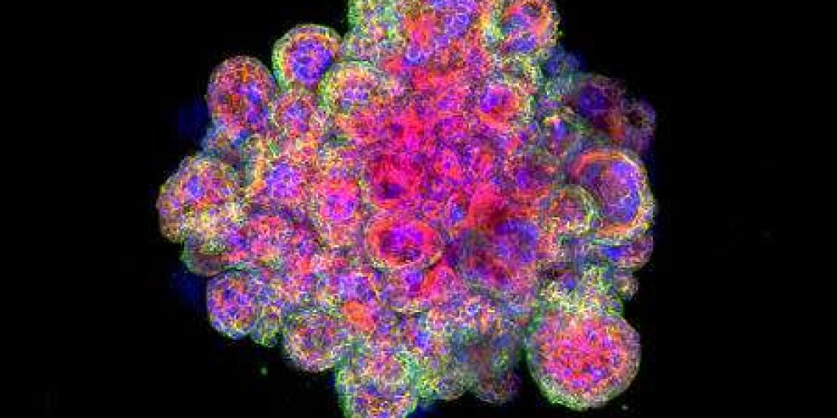 Organoids Market Winning Strategies Driving Innovation, Collaboration, and Global Healthcare Transformation